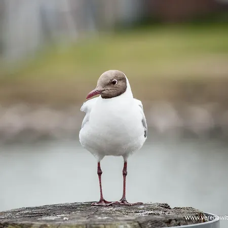 Alte Malerei Daire *