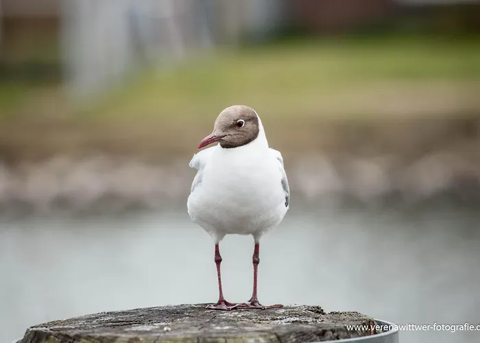 Alte Malerei Lägenhet *